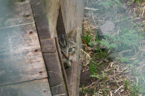 Baby Wildcat